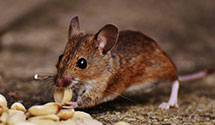 24 Hour & Emergency Exterminators in Amityville, NY